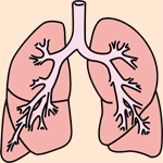 肺,呼吸器,空咳,気管支炎,ぜんそく